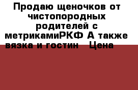 Продаю щеночков от чистопородных родителей с метрикамиРКФ А также вязка и гостин › Цена ­ 5 500 - Липецкая обл. Животные и растения » Собаки   